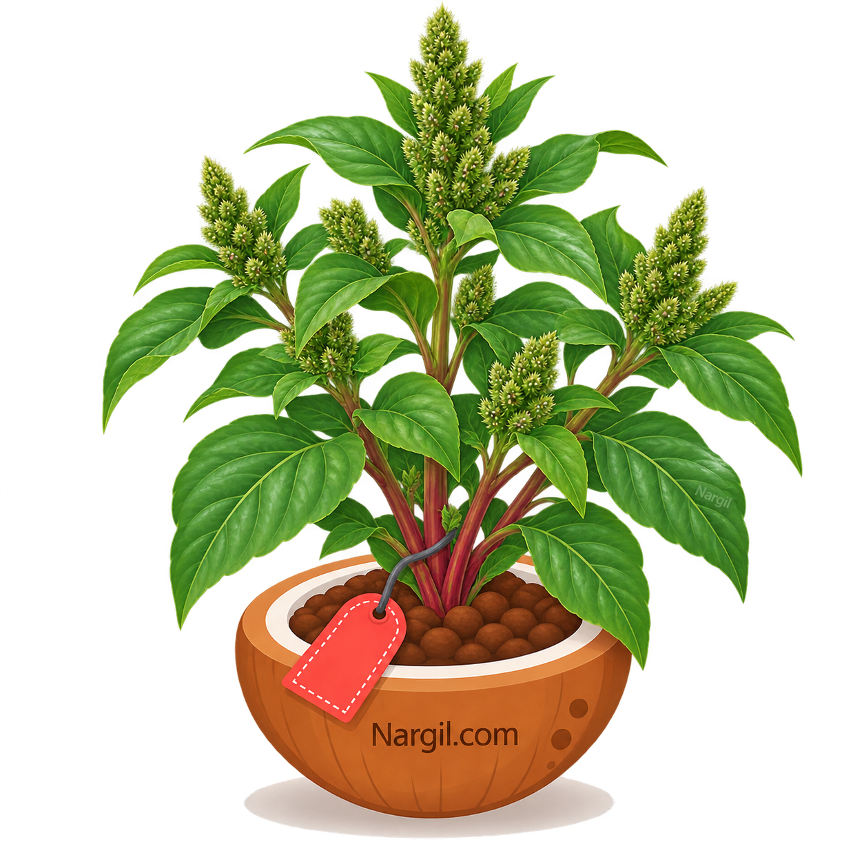 Nargil_Amaranthus Retroflexus